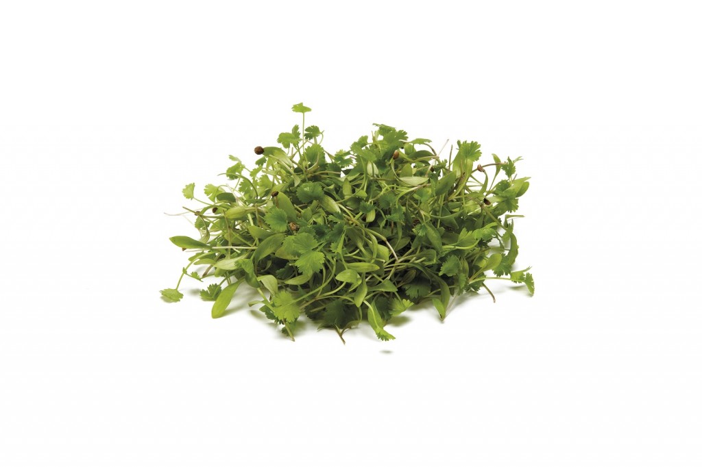 Micro Coriander Cress